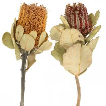 tételeket Banksia coccinea szárított virágok természet 10db