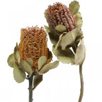 Banksia coccinea szárított virágok természet 10db