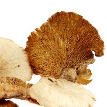 tételeket Faszivacs fehérítve 1kg