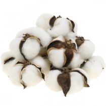 Cotton blossom deco Szárított pamut natúr deco Ø6cm 12db