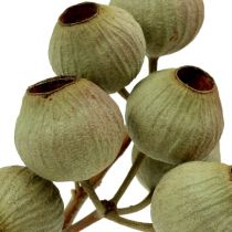 tételeket Bellgum ág 4 - 14 fej 20 db