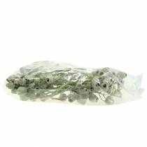 tételeket Bellgum ág 5cm - 7cm zöld fagyos 20 db