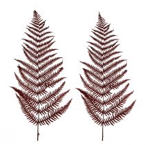 tételeket Páfrány dekoratív hegyi páfrány szárított levelek borvörös 50cm 20db