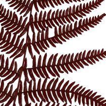 tételeket Páfrány dekoratív hegyi páfrány szárított levelek borvörös 50cm 20db