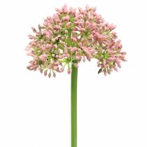 tételeket Allium műrózsaszín 55cm