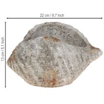 tételeket Virágcserép kagylókő antik szürke tengeri 22×18×13cm