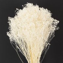 tételeket Broom Bloom fehérített szárított virágok fehér, hosszú eltarthatósági idő 100g