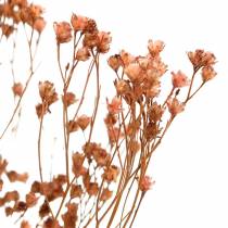 tételeket Szárított virágok seprű virágos barna 170g