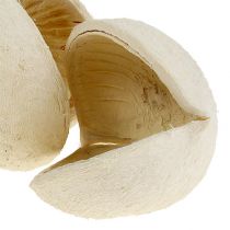 tételeket Buddha dió fehérített 10 db