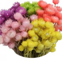 Szárított virágok Deco sapka virágok szalma virágok színes H42cm