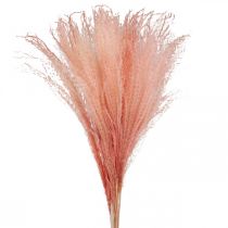 tételeket Kínai nád világos rózsaszín száraz fű Miscanthus H75cm 10db