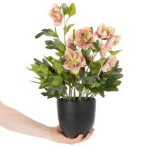 tételeket Művirág cserepes hunyor, karácsonyi rózsa, lakberendezési tárgy, 50cm