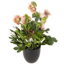 tételeket Művirág cserepes hunyor, karácsonyi rózsa, lakberendezési tárgy, 50cm