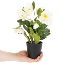 tételeket Műrózsa, cserepes virág, asztaldísz, 34cm