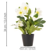 tételeket Műrózsa, cserepes virág, asztaldísz, 34cm
