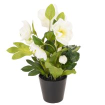 tételeket Műrózsa, cserepes virág, asztaldísz, 34cm