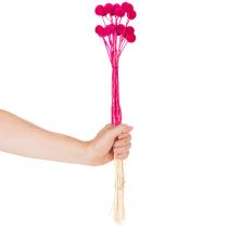 tételeket Craspedia szárított virágcsokor virágkötészethez, 55cm, 20 darab