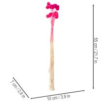 tételeket Craspedia szárított virágcsokor virágkötészethez, 55cm, 20 darab