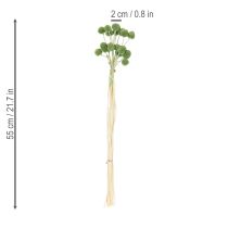 tételeket Szárított Craspedia virággömbök stílusos őszi dekorációhoz, 55 cm, 20 darab