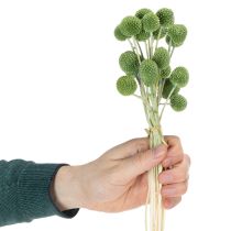 tételeket Szárított Craspedia virággömbök stílusos őszi dekorációhoz, 55 cm, 20 darab