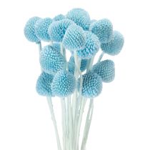 tételeket Craspedia szárított virágdísz vázába, minimalista stílusú, tartós nyári dekoráció, 55cm, 20 darab