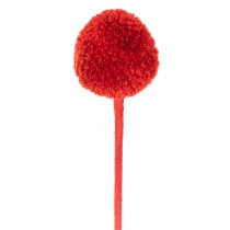 tételeket Szárított Craspedia virágok, festettek, hosszú szárral, 55 cm, 20 darab