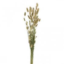 Lagurus szárított, Lagurus szárított virágok, Lagurus Grass Natural L30-70cm 45g