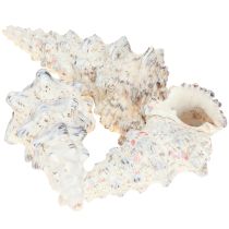 tételeket Dekoratív csigaház fekete-fehér, kagyló natúr dekoráció 1kg