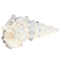 tételeket Dekoratív csigaház fekete-fehér, kagyló natúr dekoráció 1kg