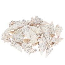 tételeket Dekoratív csigaház fekete-fehér, kagyló natúr dekoráció 1kg