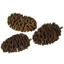 tételeket Dekoratív égerfa tobozok natúr díszítéshez 3-4cm 200g