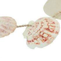 tételeket Dekoratív fogas tengeri kagyló dekoráció natúr Ø5-10cm 70cm