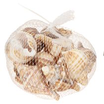 tételeket Kagylók Dekoratív Krém Barna Csíkos 3cm–8cm 300g