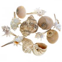 tételeket Dekoratív kagylók és csigaházak üres fehér, natúr dekoratív tengeri 350g