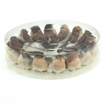 tételeket Díszmadarak 9cm huzalon 16 db