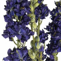 tételeket Szárított delphinium, száraz virágkötő, delphinium blue L64cm 25g