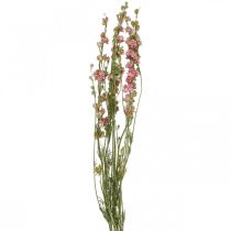 Szárított virág delphinium, delphinium pink, szárított virágok L64cm 25g