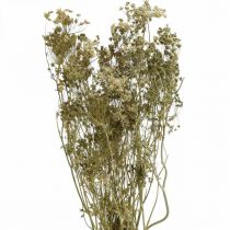 Szárított virágok kapor természet száraz florisztika 50cm 20db