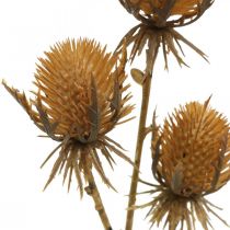 tételeket Bogáncs ág barna műnövény őszi dekoráció 38cm Mesterséges növény, mint az igazi!
