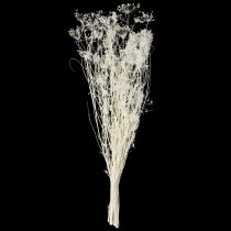 tételeket Ernyősvirágú szárított virágok (Umbellifera) Fehér 70-80cm 150g