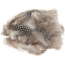 tételeket Igazi gyöngytyúk toll dekoratolla natúr 4-12cm 100 db