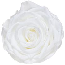 tételeket Igazi rózsafejek Infinity Roses Fehér Prémium Ø8.5cm 4 db