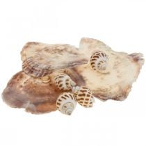 Valódi kagyló csigaház dekoráció, Capiz gyöngyház 400g