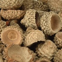 tételeket Makk sapkák természetes díszmakk kézműveskedéshez 1,5 cm 200g