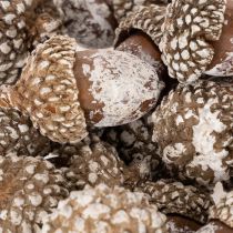 tételeket Makk, természetes dekorációs termék, fehérre meszelt, 1-3 cm, 300g