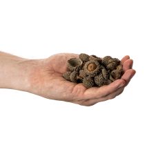 tételeket Természetes makk sapkák, dísztálak őszi és adventi időszakra, 2 cm, 300 g
