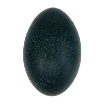 Emu tojás natúr 12cm - 14cm 1db
