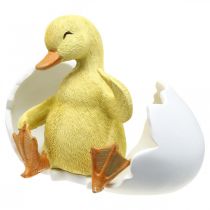tételeket Kikelt fióka, kacsafigura, kiskacsa tojásban H10cm SZ12,5cm