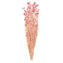 tételeket Eper bogáncs dekoráció régi rózsaszín szárított virágok rózsaszín 50cm 100g