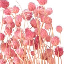 tételeket Eper bogáncs dekoráció régi rózsaszín szárított virágok rózsaszín 50cm 100g
